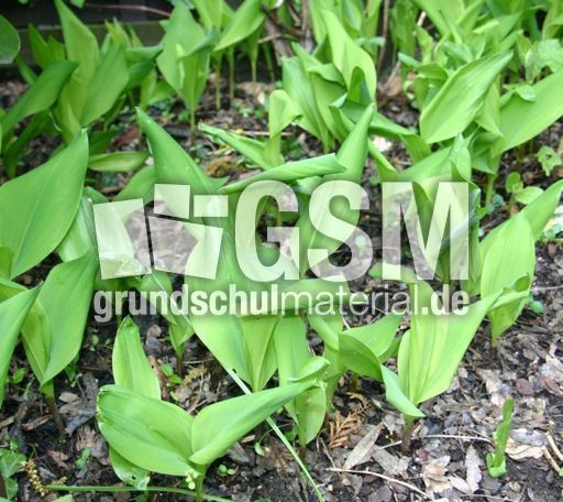 Maigloeckchen-1.jpg